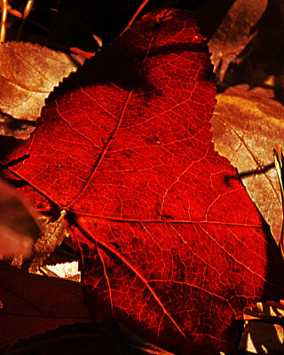 Fallen Leaf*