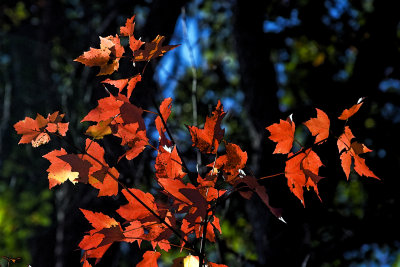 Even More Leaves