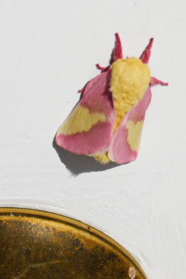Unusual Moth