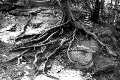 Roots