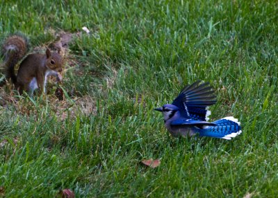 Bluejay Display