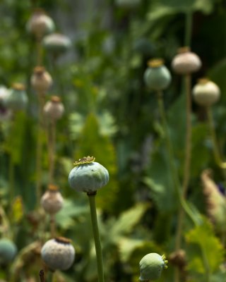 Colonial Garden