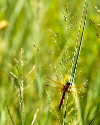 Dragonfly