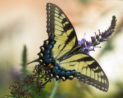 Another Butterfly Shot