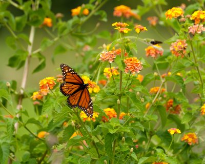 Butterfly and Flowers