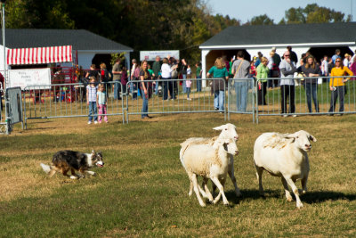 Sheepdog Demonstration
