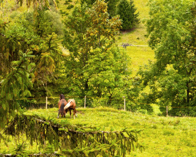 Horses Playing