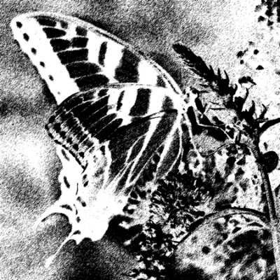 Stylized Butterfly