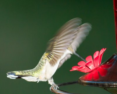 Hummingbird in Action