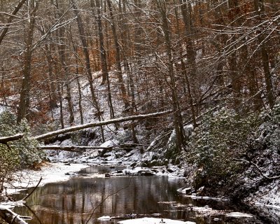 Another Winter Woods Shot