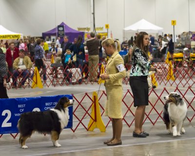 At the Dog Show