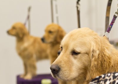 Another Dog Show Shot