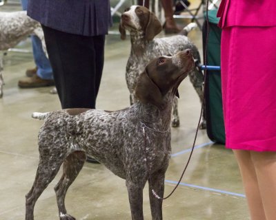 One More Dog Show Shot
