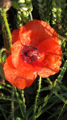 Poppy.jpg