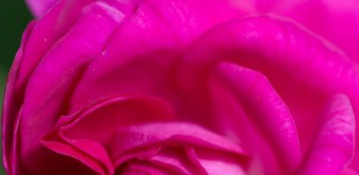 Petals3.jpg