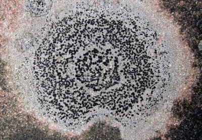 Fuscidea kochiana2.jpg