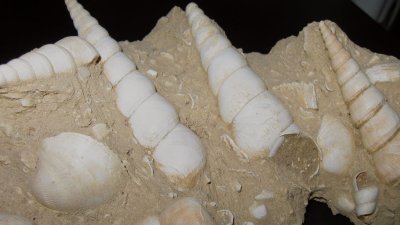 Jurassic beach2.jpg