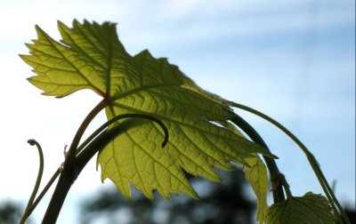 Vine leaves4.jpg