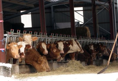 Cows_1.jpg