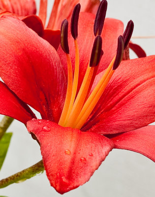 flower8514-1-2.jpg