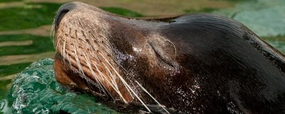 2009bxzoo-1-2.jpg