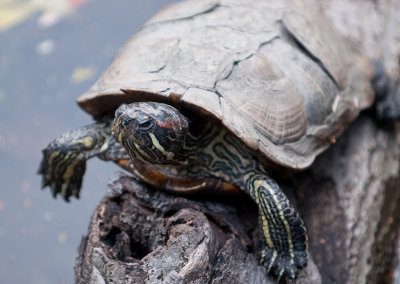 2009bxzoo-1-4.jpg