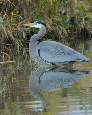 Great Blue Heron on the Hunt