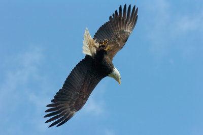 Bald Eagle Turning to Dive