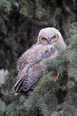 Fledgling Great Horned Owl