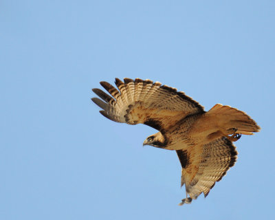 Red-tailed Hawk Taking Off