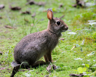 Eastern Cottontail Rabbit