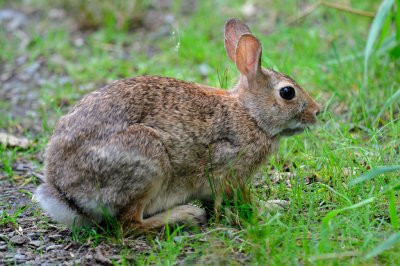 Eastern Cottontail Rabbit