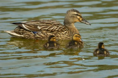 Mallard and Ducklings