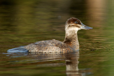 Female Ruddy Duck