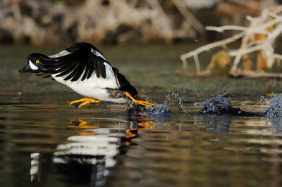 Barrow's Goldeneye Taking Off