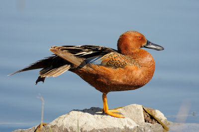 Cinnamon Teal