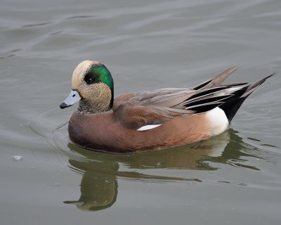 Male American Widgeon