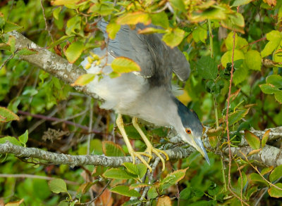 Black-crowned Night-Heron