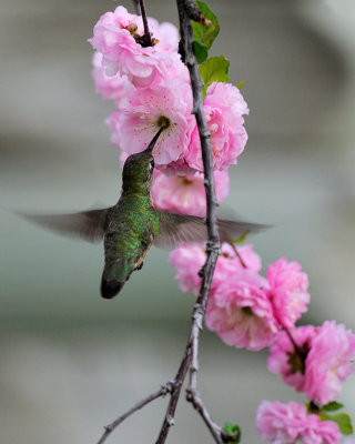 Calliope Hummingbird