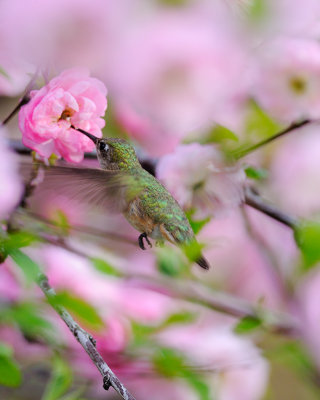 Calliope Hummingbird