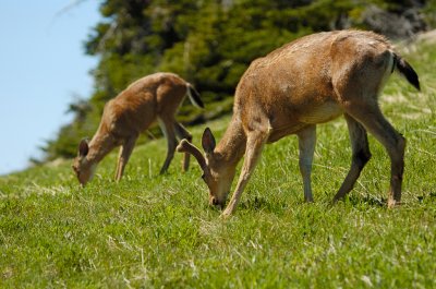 Black-tailed Deer Grazing