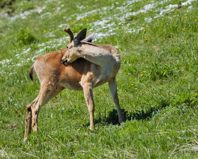 Black-tailed Deer