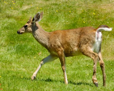 Young Buck Black-tailed Deer