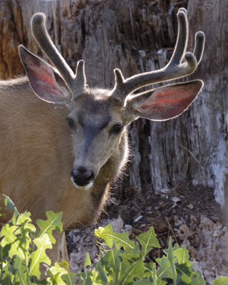 Black-tailed Deer - Buck in Velvet