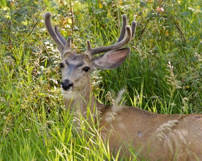 Black-tailed Deer -  Buck in Velvet