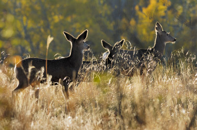 Black-tailed Deer