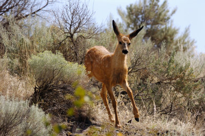 Black-tailed Deer Fawn