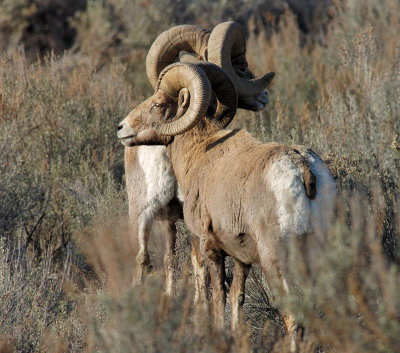 Big Horn Sheep