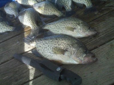 Nice mess of crappies caught by Dave Roach and son Adrian on Silver Lake