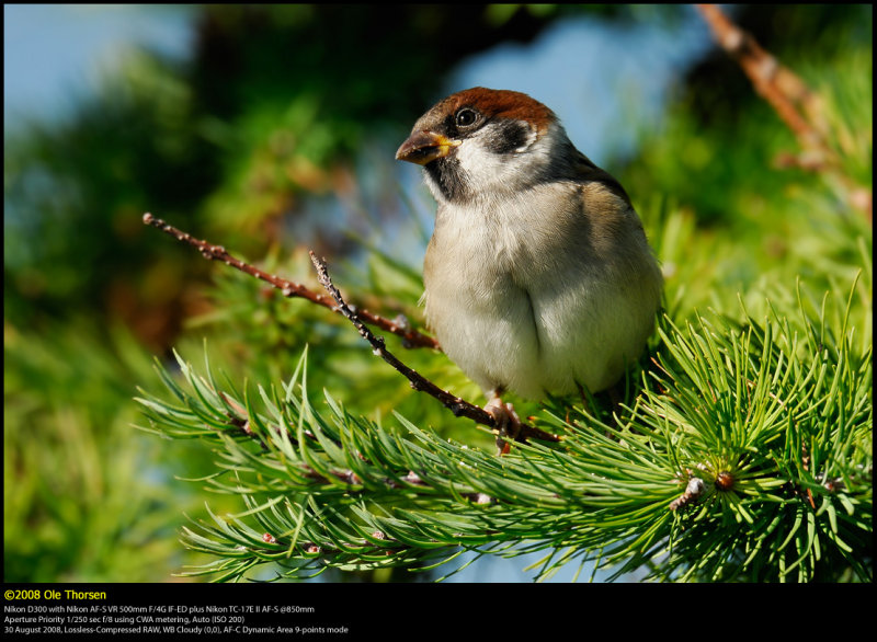 Tree Sparrow (Skovspurv / Passer montanus)